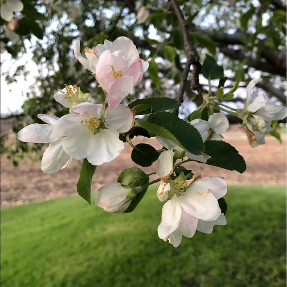 Meet your Posher, Jael - Picture 1 of 1